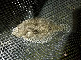 Image result for Paralichthys albigutta