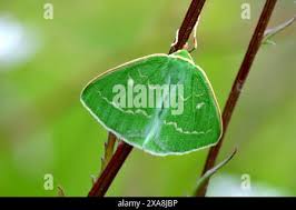 Attēlu rezultāti vaicājumam “Thetidia smaragdaria”