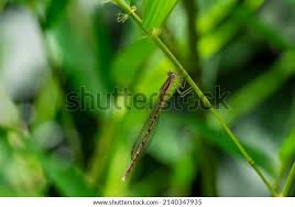 Attēlu rezultāti vaicājumam “Sympecma paedisca”