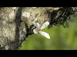 Attēlu rezultāti vaicājumam “Magnolia kobus flower”