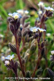 Attēlu rezultāti vaicājumam “Myosotis ramosissima flower”