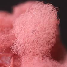 Attēlu rezultāti vaicājumam “Arcyria incarnata macro”