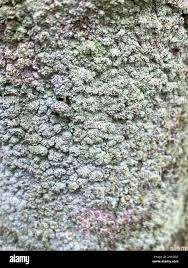 Attēlu rezultāti vaicājumam “Lepraria incana”