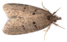 Attēlu rezultāti vaicājumam “Depressariidae”