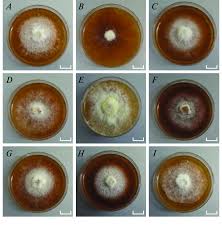 Attēlu rezultāti vaicājumam “Sarcodontia crocea”