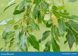 Attēlu rezultāti vaicājumam “Salix pentandra fruit”