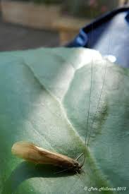 Attēlu rezultāti vaicājumam “Oecetis ochracea”