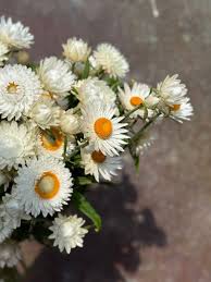 Image result for Helichrysum bracteatum