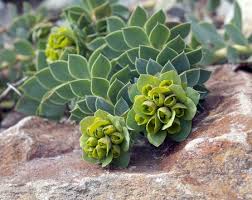 Image result for Wolfsmilch