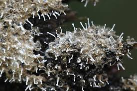 Attēlu rezultāti vaicājumam “Trichia sp.”