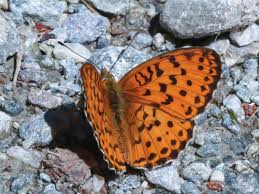 Attēlu rezultāti vaicājumam “Brenthis daphne underside”