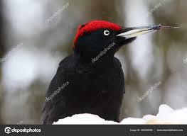 Attēlu rezultāti vaicājumam “Dryocopus martius”