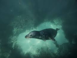 Image result for Wyndley Seals Snorkelling Club