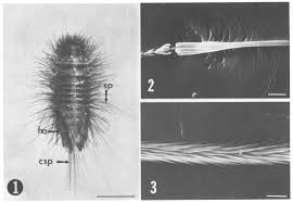 Attēlu rezultāti vaicājumam “Anthrenus sp. larva”