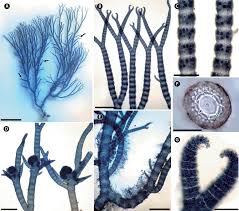 Attēlu rezultāti vaicājumam “Ceramium sp.”