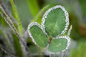 Attēlu rezultāti vaicājumam “Physarum cinereum macro”