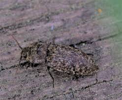 Attēlu rezultāti vaicājumam “Agrypnus murinus”