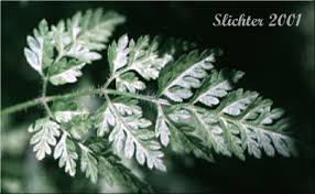 Attēlu rezultāti vaicājumam “Anthriscus”