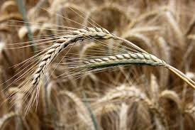 Image result for Secale cereale