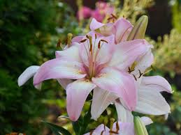 Image result for Lilie