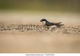 Attēlu rezultāti vaicājumam “Delichon urbicum”