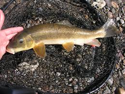 Image result for Catostomus commersonii