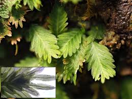 Attēlu rezultāti vaicājumam “Hymenostylium recurvirostrum”