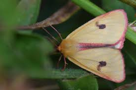 Attēlu rezultāti vaicājumam “Diacrisia sannio”