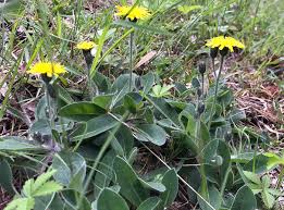 Attēlu rezultāti vaicājumam “Pilosella officinarum leaf”