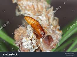 Attēlu rezultāti vaicājumam “Retinia resinella pupa”