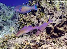 Image result for Parupeneus cyclostomus