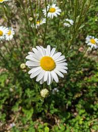Image result for Leucanthemum vulgare