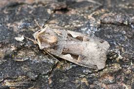 Attēlu rezultāti vaicājumam “Xestia c-nigrum”