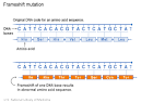 <b>Frameshift mutation</b>