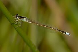 Attēlu rezultāti vaicājumam “Ischnura pumilio”