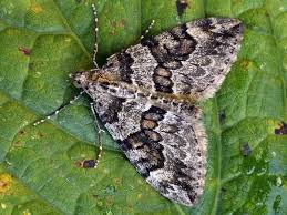 Attēlu rezultāti vaicājumam “Thera variata”