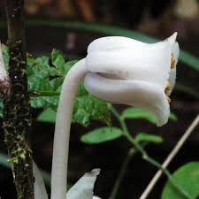 Attēlu rezultāti vaicājumam “Plantago uniflora flower”