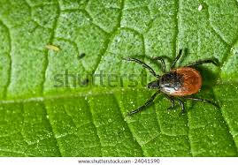 Attēlu rezultāti vaicājumam “Ixodes female”