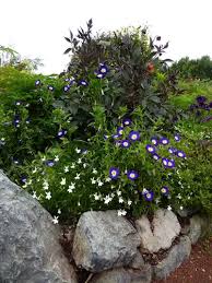 Image result for Convolvulus tricolor
