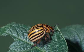 Attēlu rezultāti vaicājumam “Leptinotarsa decemlineata”