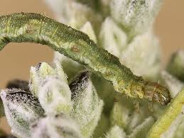 Attēlu rezultāti vaicājumam “Eupithecia icterata female”