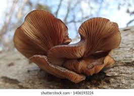 Attēlu rezultāti vaicājumam “Panellus serotinus”