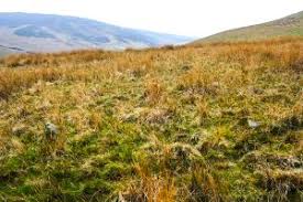 Image result for Beddau