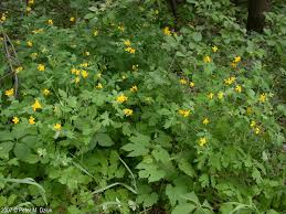 Attēlu rezultāti vaicājumam “Chelidonium majus flower”