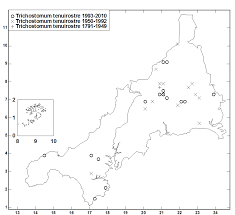 Attēlu rezultāti vaicājumam “Oxystegus tenuirostris”
