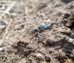 Attēlu rezultāti vaicājumam “Malachidae”