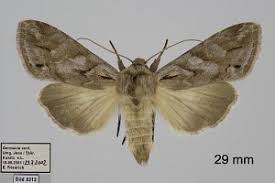 Attēlu rezultāti vaicājumam “Cucullia fraudatrix”