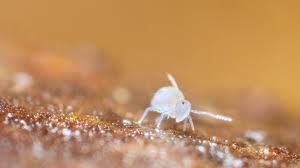 Attēlu rezultāti vaicājumam “Symphypleona”