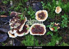 Attēlu rezultāti vaicājumam “Hydnellum aurantiacum”