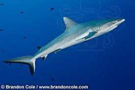 Image result for Carcharhinus amblyrhynchos